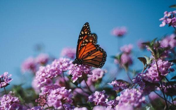 A monarch butterfly on flowering blooms